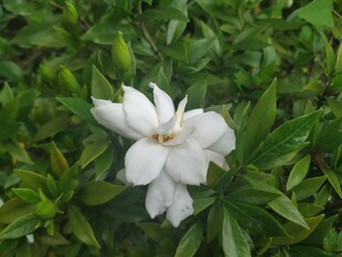 洁白栀子花绽放绿叶间