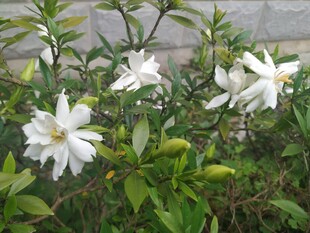 洁白栀子花绽放绿叶间