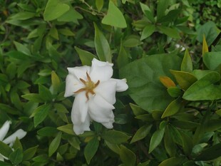 白色单朵绽放的清新花朵