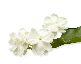 洁白茉莉花