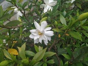 洁白栀子花绽放绿叶间