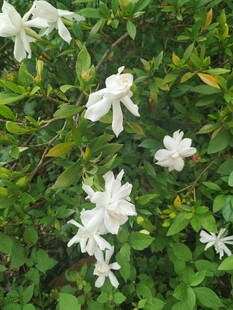 洁白茉莉花绽放绿叶间