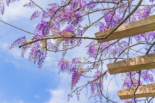 蓝天下的烂漫紫花树枝