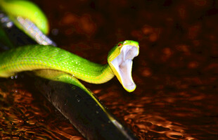 翠绿竹叶上的奇特昆虫