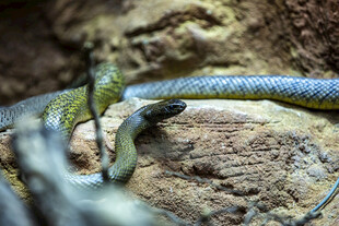 岩石上缠绕的两条蛇