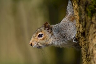 倒挂在树上的可爱松鼠