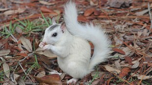 雪地松鼠进食瞬间