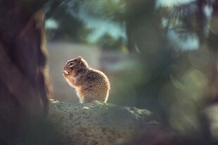 林间可爱小松鼠