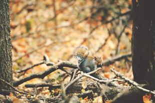 秋日丛林中的松鼠