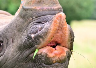 张嘴进食的犀牛