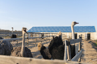 鸵鸟养殖场的日常景象