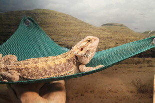 手托蜥蜴躺于绿吊床