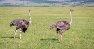 草原上的两只鸵鸟