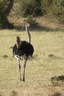 草原上独行的鸵鸟