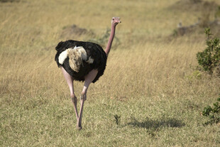 草原上独行的鸵鸟