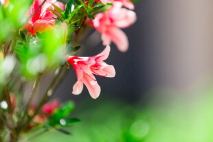 娇艳绽放的粉红色小花