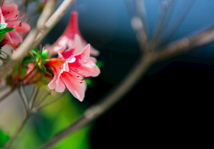 娇艳绽放的红色花朵