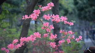 枝头绽放的粉嫩花朵