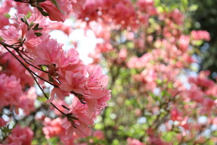 盛开的粉色繁花