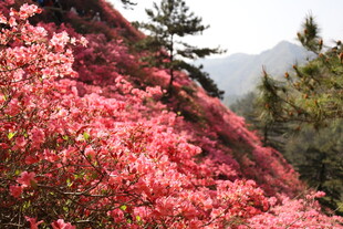 山坡绚烂盛开的粉色花朵