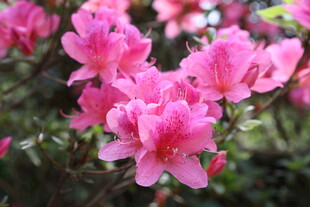 娇艳盛开的粉色杜鹃花