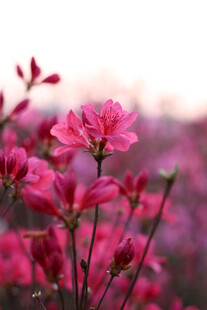 烂漫粉色杜鹃花绽放