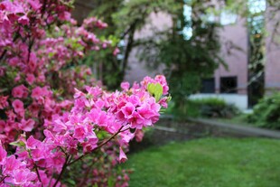烂漫粉色花卉装点庭院