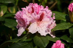 娇艳粉色杜鹃花绽放