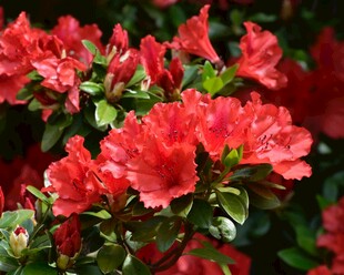 鲜艳盛开的红色杜鹃花