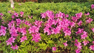 盛开的粉色杜鹃花