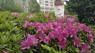 娇艳粉色花卉绽放于绿植间