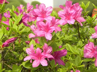 娇艳粉色杜鹃花绽放