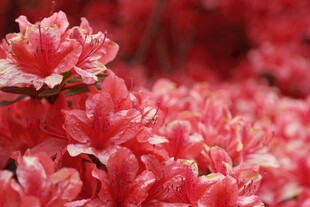 娇艳欲滴的红杜鹃花