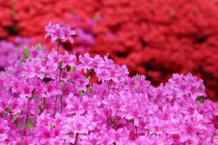 艳丽紫红花海绽放