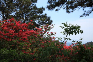 山间绽放的艳丽红花