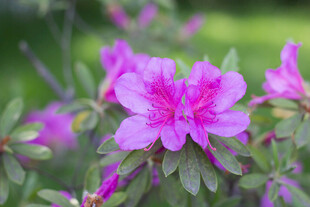 娇艳盛开的粉色杜鹃花