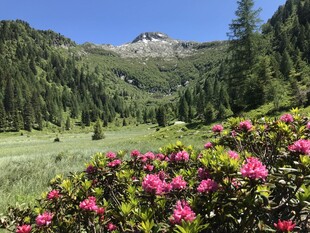 山间烂漫花丛与秀丽山景