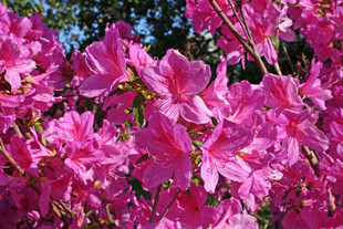 盛开的粉色杜鹃花