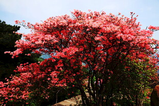 盛开的艳丽红杜鹃