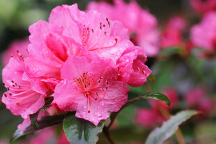 娇艳盛开的粉红色杜鹃花