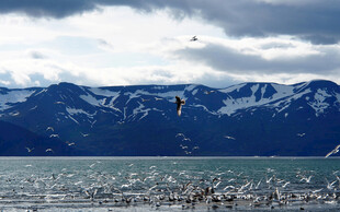 海上风筝冲浪与远山美景