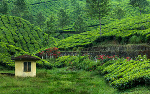 山间茶园小屋
