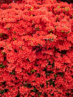 热烈绽放的艳红花卉