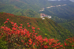 山间盛放的艳丽红杜鹃