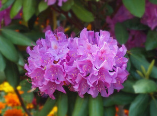 娇艳紫杜鹃绽放