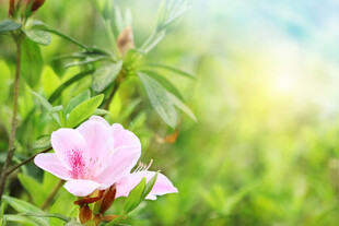 粉色娇艳花朵绽放于绿野