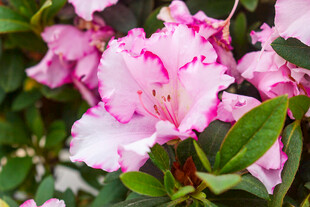 粉色娇艳杜鹃花绽放