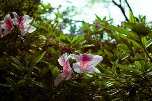 娇艳杜鹃绽放绿叶间