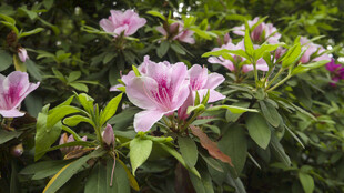 娇艳盛开的粉色杜鹃花