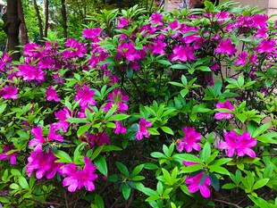 盛开的玫红色花丛